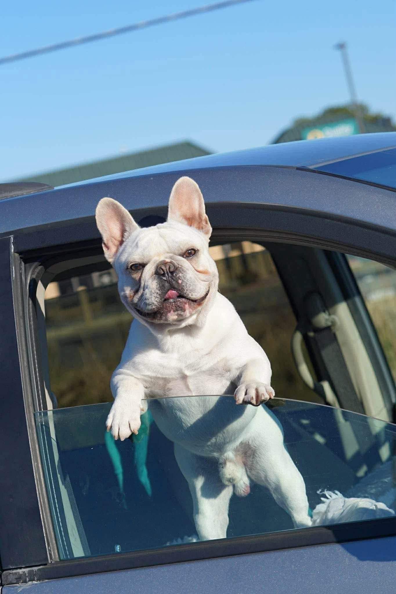 GRCH Queso, a cream French Bulldog at a car window