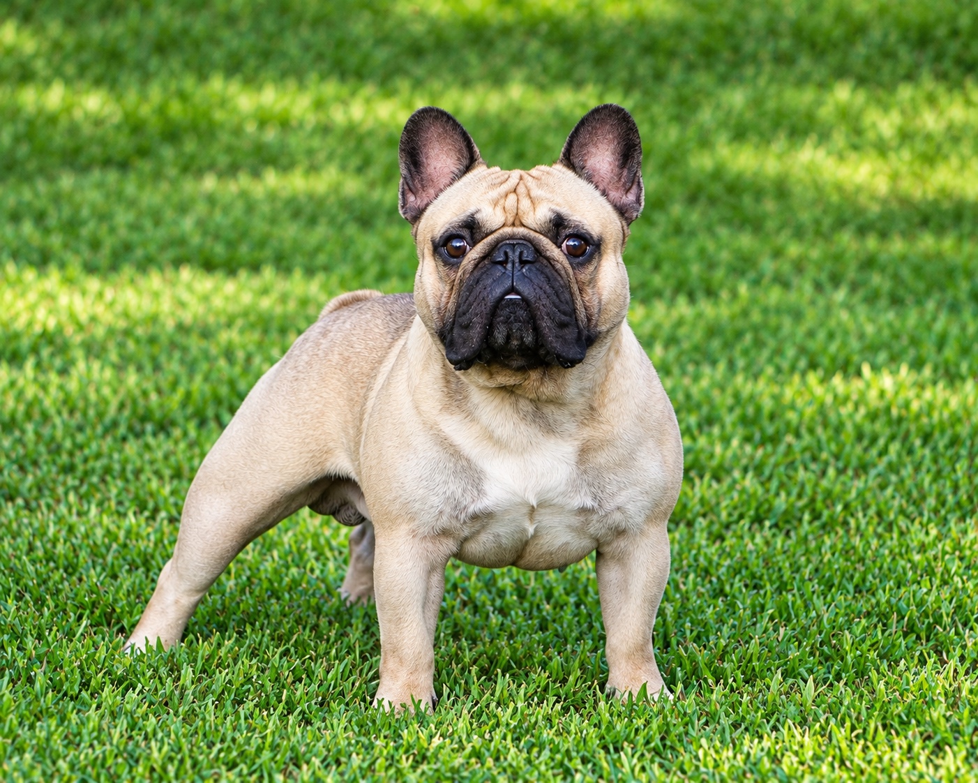 CH San Miguel Bulls King, a fawn French Bulldog standing on grass
